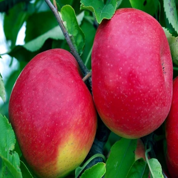 Tüplü Albenisi Yüksek Kokulu Fuji Kiku Elma Fidnaı ürün görseli 1