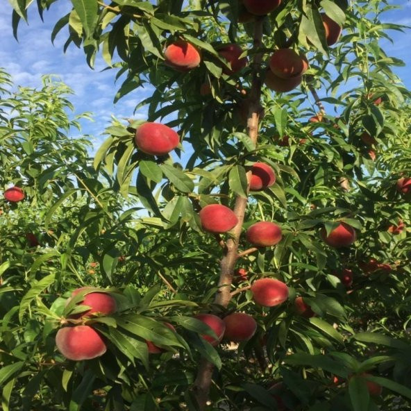 Tüplü İri Meyveli Kokulu Erkenci Transvalia Şeftali Fidanı