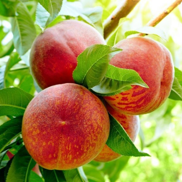 Tüplü Erkenci Fransuva Haziran Şeftali Fidanı ürün görseli