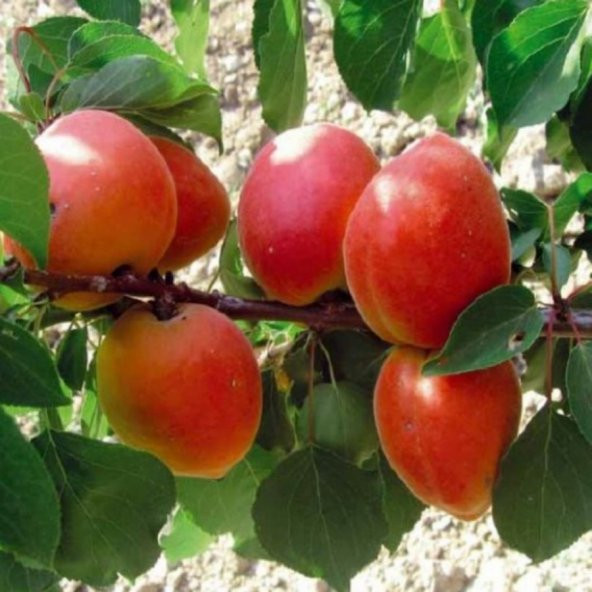 Tüplü Dev Meyveli Perfect Red Kayısı Fidanı ürün görseli