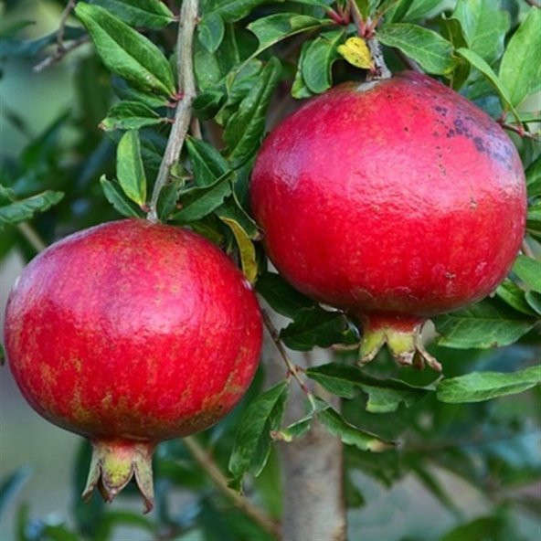 Tüplü Yüksek Aromalı Tatlı Meyveli Çekirdeksiz Esin Nar Fidanı ürün görseli