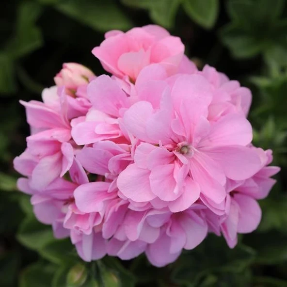 Sarkan Grandeur İvy Pink Sakız Sardunya Fidesi (1 adet) - 3