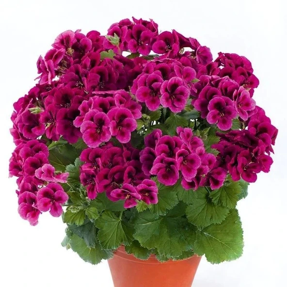 Clarion  Violet Menekşe Çiçekli Sardunya Canan Çiçeği Fidesi (1  Adet) - Resim 1