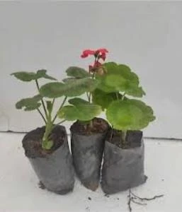 Sardunya Çiçeği Fidanı Kırmızı 3 Adet Saksılı 10-20 cm ürün görseli