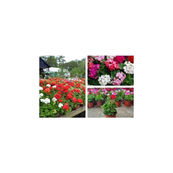 Venedik Kırmızı Sardunya Çiçeği Fidesi Fidanı 10-20 cm - Resim 3