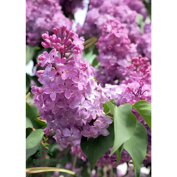 Kokulu Leylak Çiçeği Fidanı 1 Adet Saksılı 30-60 cm (Syringa)