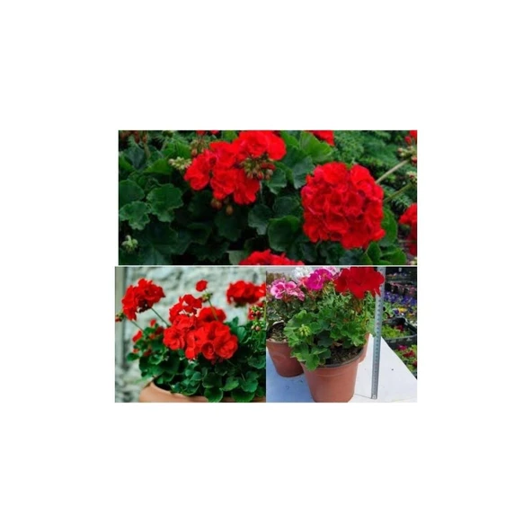 Venedik Kırmızı Sardunya Çiçeği Fidesi Fidanı 10-20 cm - Resim 2