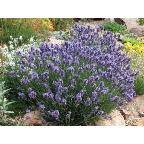 DarkOrchid Moru Lavanta Fidanı 2 Adet 30-40 Cm (Lavandula Intermedia) - Resim 3