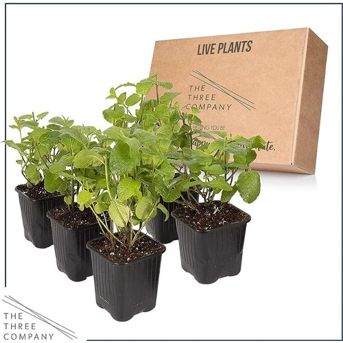 Nane Lavanta Fidanı Ikili Set 10-20 cm Potted Mint Lavender Set of Two - Resim 2