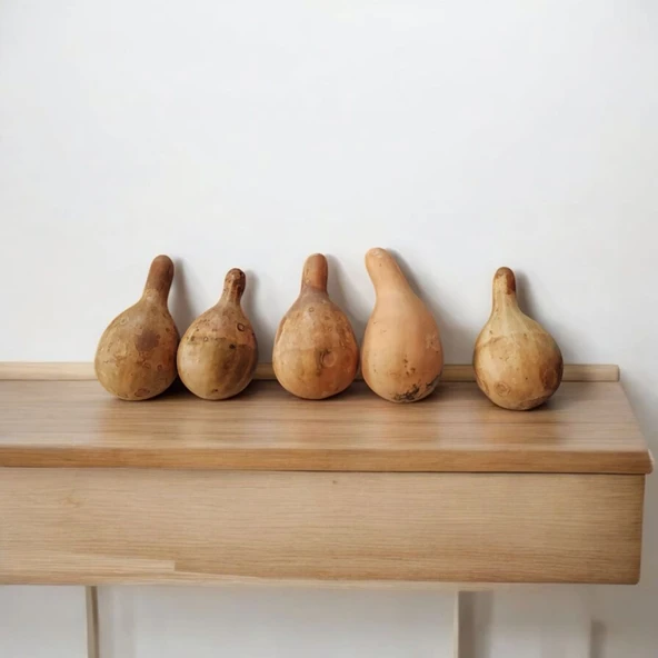 Minik Sarı Yeşil Japon Kabağı Süs Kabağı Seti