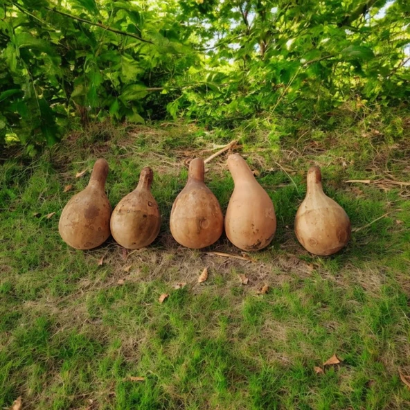 Minik Sarı Yeşil Japon Kabağı Süs Kabağı Seti - 4