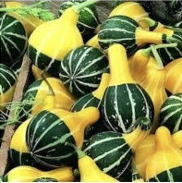 Minik Sarı Yeşil Japon Kabağı Süs Kabağı Seti - 3