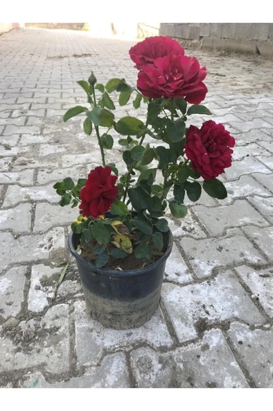 Kırmızı Yediveren Aşılı Gül Fidanı Saksıda 10-20 cm ürün görseli