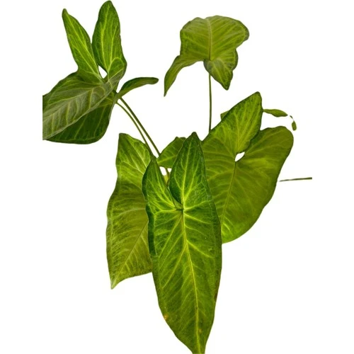 Salon Sarmaşığı Melek Kanadı Syngonium Podophyllum 10-20 cm - 2