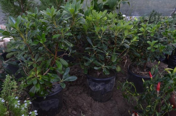 SAKSIDA  Bodur Yıldız Çalısı - Pitos (Pittosporum Tobira Nana)