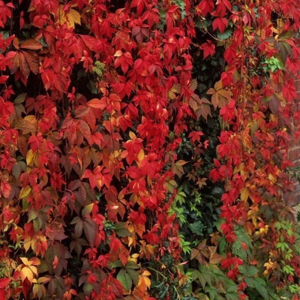 Tüplü Amerikan Sarmaşık Bitkisi Fidanı 90-120 Cm ürün görseli