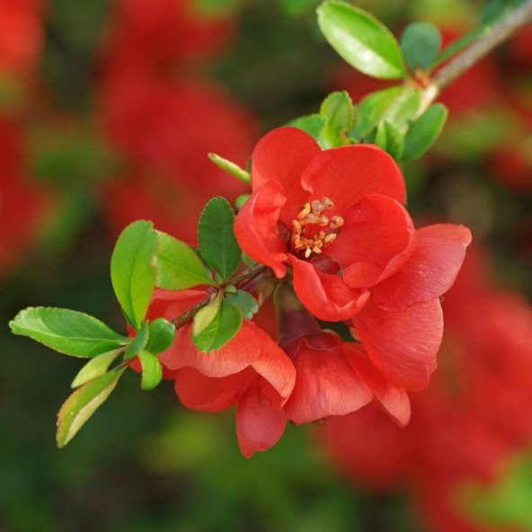 Tüplü Japon Ayvası (Chaenomeles Japonica) Fidanı