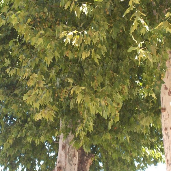 Tüplü Çınar Ağacı Platanus Fidanı