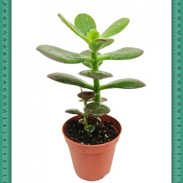 Bonsai İçin Uygun Crassula Ovata Minor Feng Shui (Mini Saksıda)