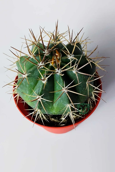 Şapkalı kaktüs Melocactus Matanzanus 12 cm kırmızı saksıda - Resim 4