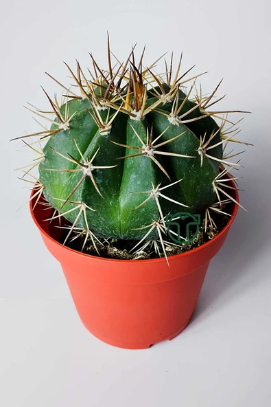 Şapkalı kaktüs Melocactus Matanzanus 12 cm kırmızı saksıda - Resim 2