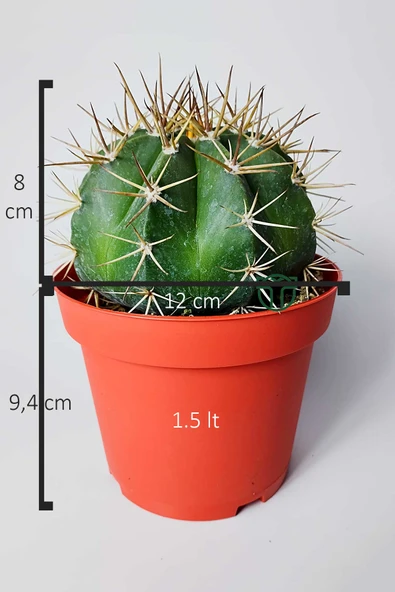Şapkalı kaktüs Melocactus Matanzanus 12 cm kırmızı saksıda - Resim 5