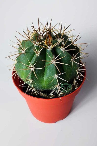 Şapkalı kaktüs Melocactus Matanzanus 12 cm kırmızı saksıda - Resim 3