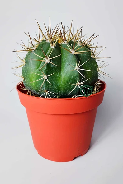 Şapkalı kaktüs Melocactus Matanzanus 12 cm kırmızı saksıda
