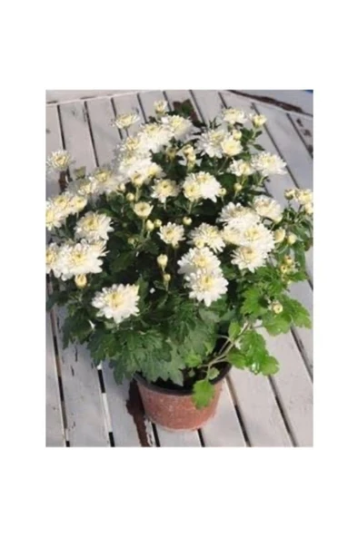 Beyaz Kasımpatı Krizantem Chrysanthemum Saksılı 10-20 cm ürün görseli