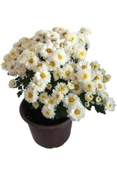 Beyaz Kasımpatı Krizantem Chrysanthemum Saksılı 10-20 cm - Resim 4