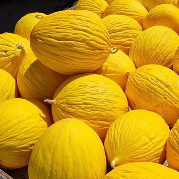 Geleneksel Tohumlar Vivaldi Sarı Kışlık Kavun Tohumu (20 tohum)