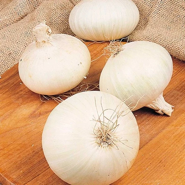 Ata Tohum Geleneksel Beyaz Soğan Tohumu(50 Tohum)