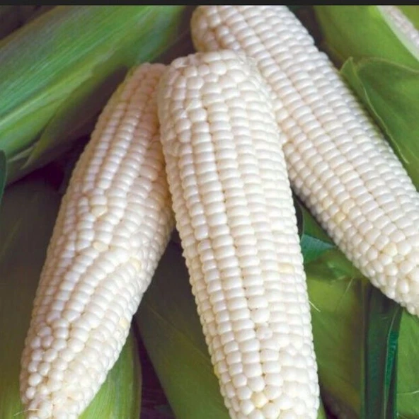 Ata Tohum Geleneksel Glacial White Beyaz Süt Mısırı Tohumu(5 tohum)