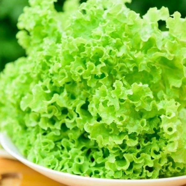 Super Giant İri Kıtır Kıtır Yemesi Olan Yeşil Kıvırcık Marul Tohumu (100tohum)