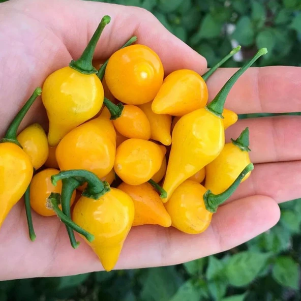 Biguinho Salmon Biber Tohumu (15 Tohum)