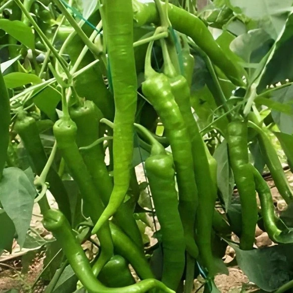 Geleneksel Antalya Demre Lezzetli Yeşil Tatlı Biber Tohumu (50 tohum)