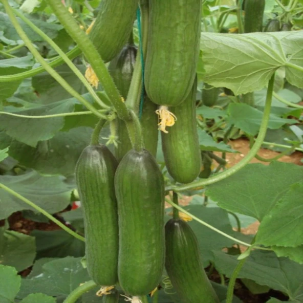 Yüksek Verimi Silor Ak 83 Badem Hıyar Tohumu (10 tohum)