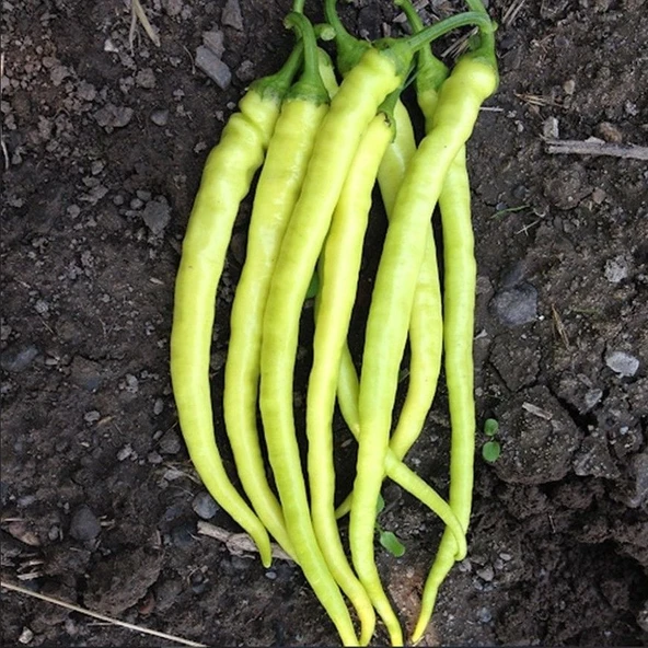 Geleneksel Yalova Çorbacı Lezzetli Sarı Sivri Tatlı Biber Tohumu (50 tohum)