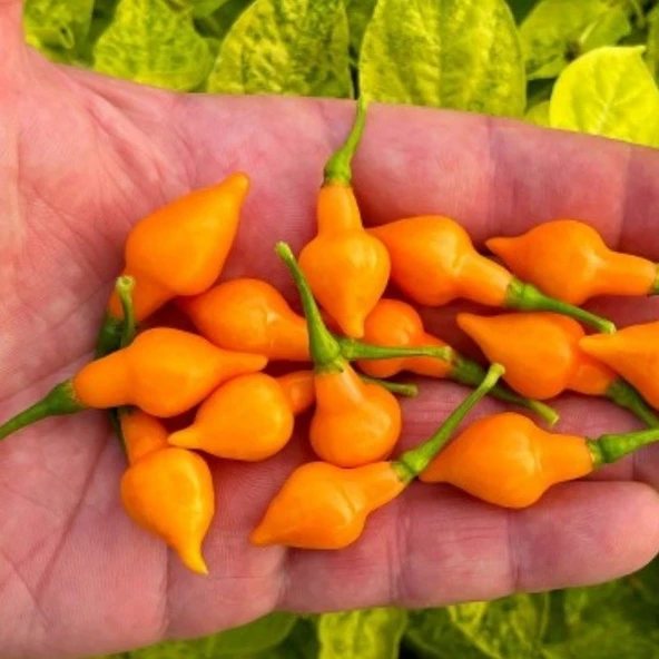 Nadir Ata Tohum Geleneksel Cabacinha Laranja Acı Biber Tohumu (10 Tohum)