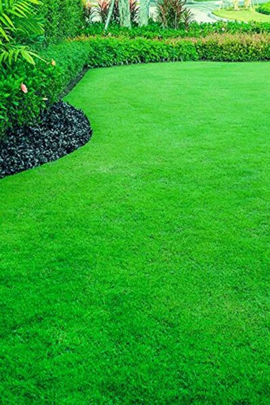 Çim Tohumu 1 Kg. Dinamik 6m Dayanıklı Yoğun Basılan Alanlar Için Ideal Çim Tohumu - Resim 3