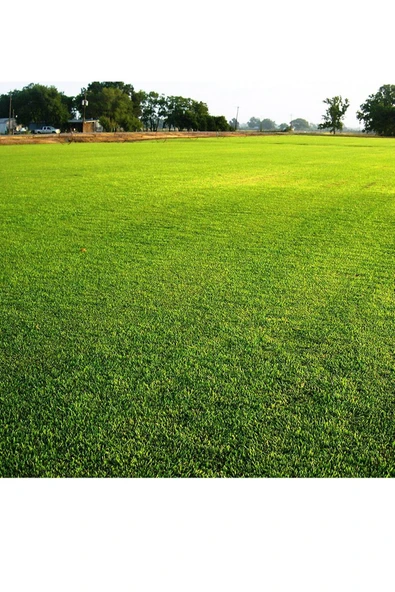 Çim Tohumu 1 Kg. Dinamik 6m Dayanıklı Yoğun Basılan Alanlar Için Ideal Çim Tohumu - Resim 4