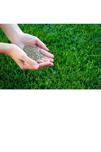 Çim Tohumu 1 Kg. Dinamik 6m Dayanıklı Yoğun Basılan Alanlar Için Ideal Çim Tohumu - Resim 2