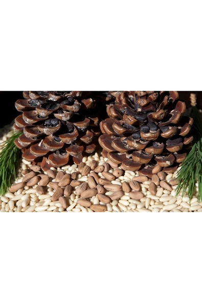 Çam Fıstığı (Künar) 100gr. - 2