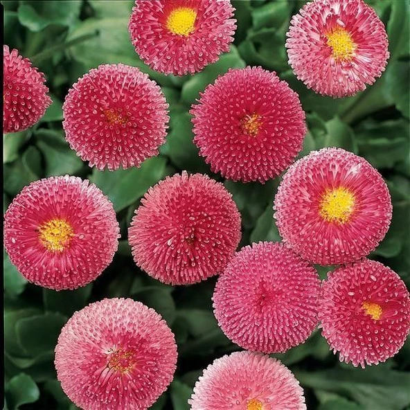 Bellis Perennis Enorma Rose Ball Ponpon İngiliz Çayır Papatyası Çiçeği Tohumu(100 tohum)(Kopya)