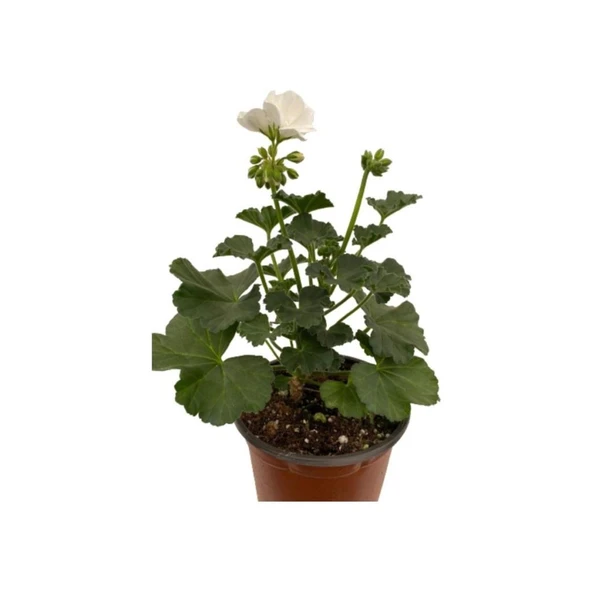 Kum Beyaz Sardunya Çiçeği Fidesi 10-20 cm - Resim 2