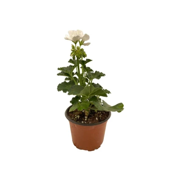 Kum Beyaz Sardunya Çiçeği Fidesi 10-20 cm - Resim 3