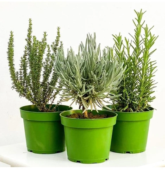 Tıbbi Aromatik Bitki Seti Kekik Nane Itır Fidanı 3 Lü Set 10-20 Cm