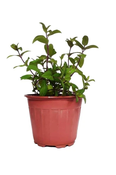 Tıbbi Aromatik Bitki Seti Kekik Nane Itır Fidanı 3 Lü Set 10-20 Cm - Resim 7