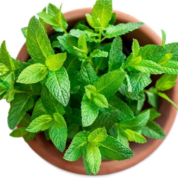 Tıbbi Aromatik Bitki Seti Kekik Nane Itır Fidanı 3 Lü Set 10-20 Cm - Resim 6