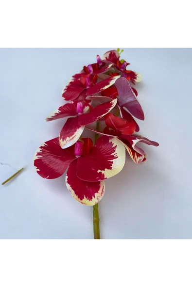 DDTREND Yapay Orkide 85 Cm Bordo Beyaz , Bakım Gerektirmeyen Gerçek Görünümlü Orkide - 2